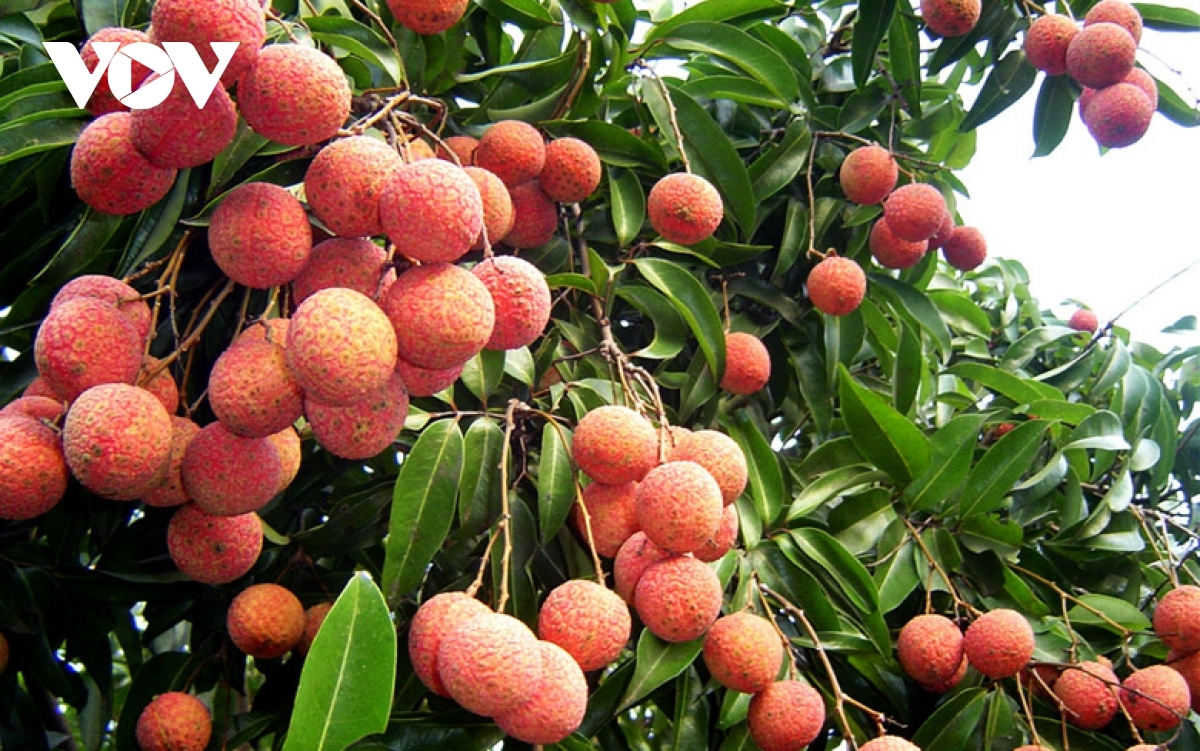 100 tonnes of vietnamese lychees to be exported to australia