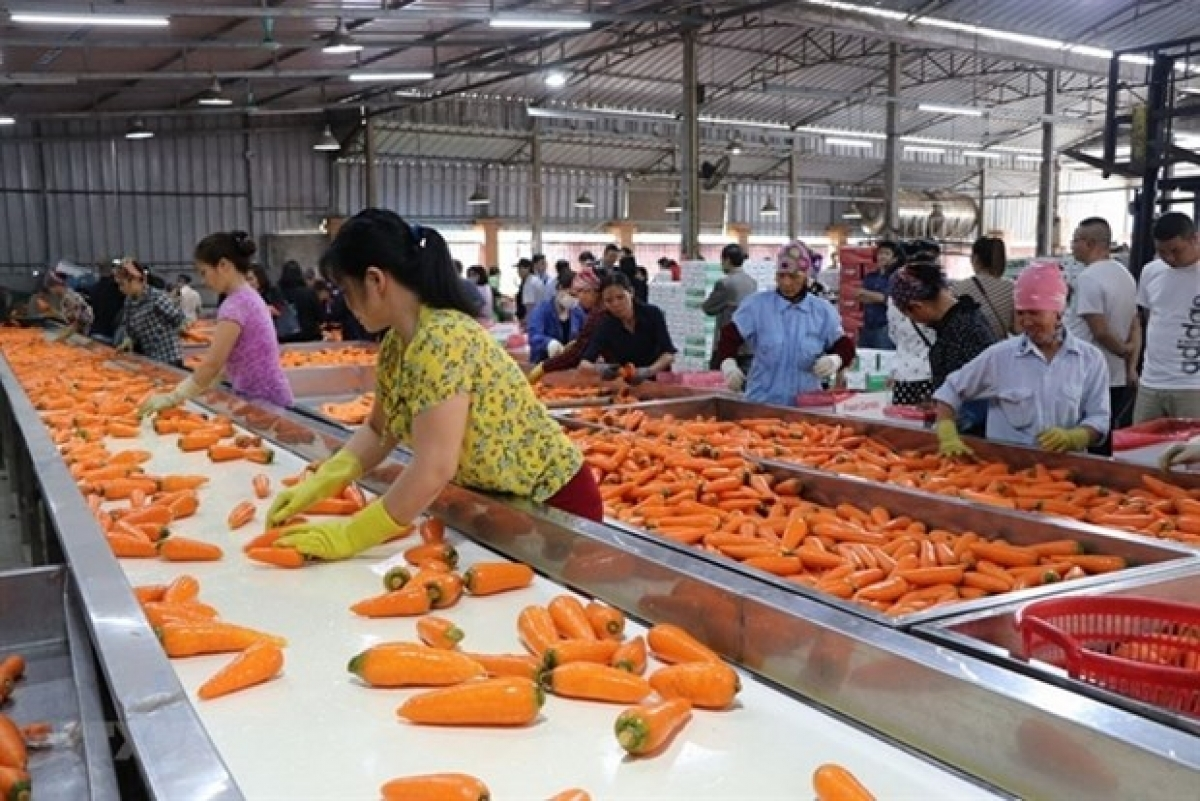 Poland market offers ample room for Vietnamese farm produce and food