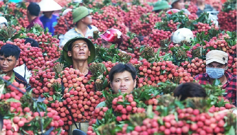 over 300 chinese traders and japanese experts are allowed to arrive in vietnam to buy lychees