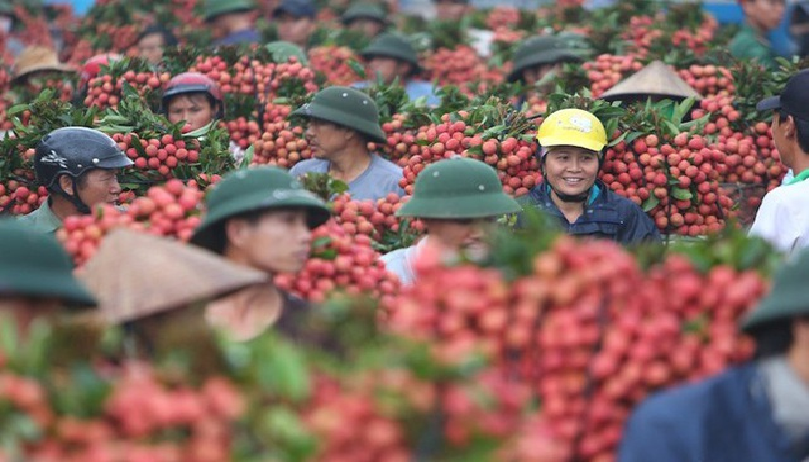 over 300 chinese traders and japanese experts are allowed to arrive in vietnam to buy lychees