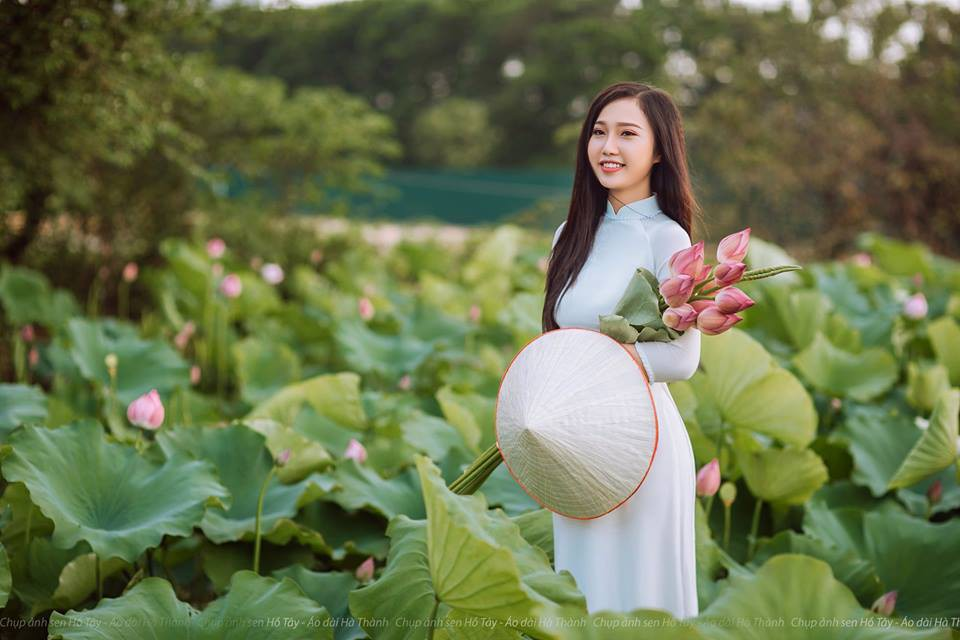lotus flower blooming in hanoi amid sweltering summer