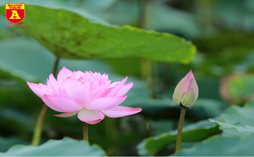 lotus flower blooming in hanoi amid sweltering summer