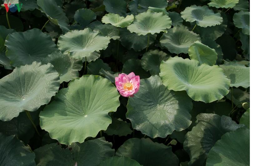 lotus flower blooming in hanoi amid sweltering summer