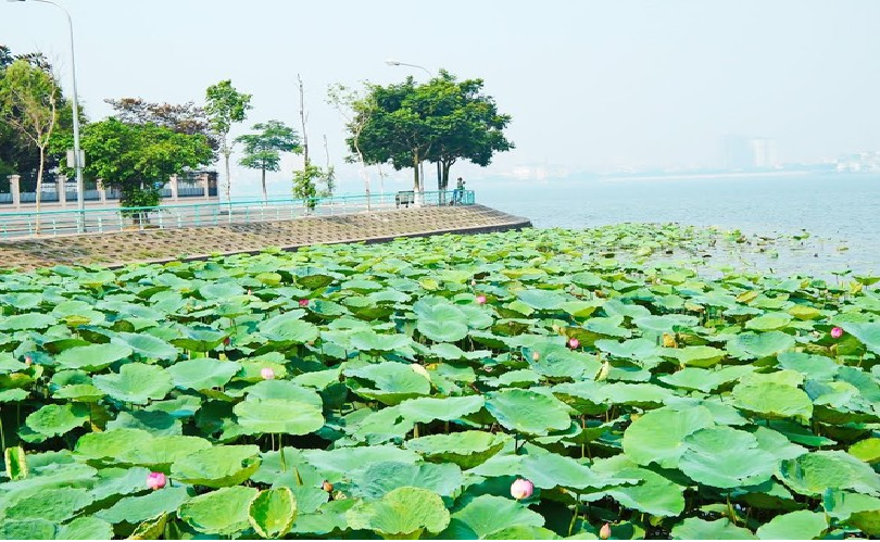 lotus flower blooming in hanoi amid sweltering summer