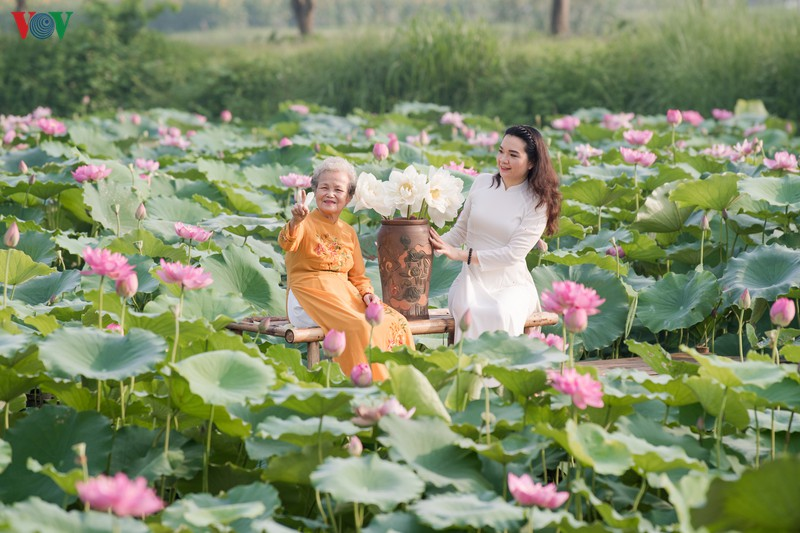 lotus flower blooming in hanoi amid sweltering summer