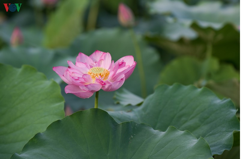 lotus flower blooming in hanoi amid sweltering summer