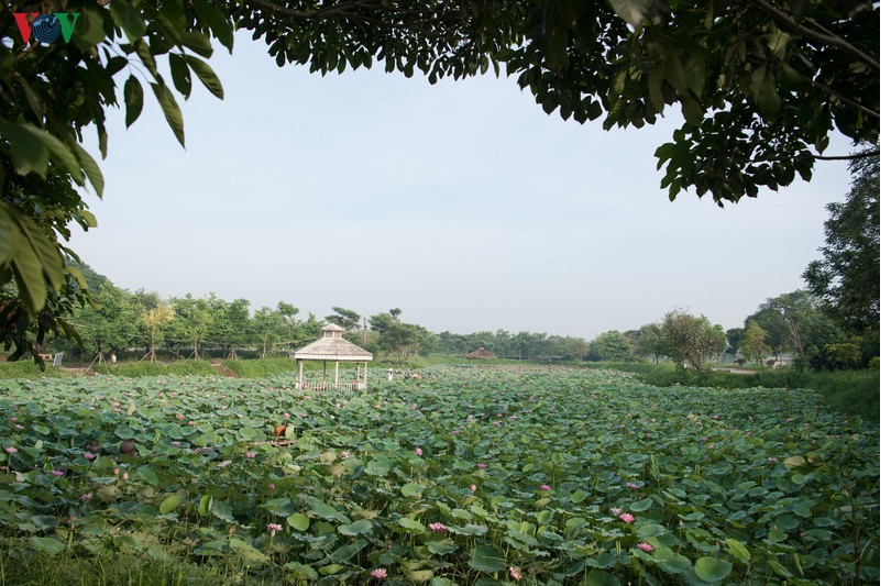 lotus flower blooming in hanoi amid sweltering summer