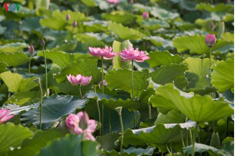 lotus flower blooming in hanoi amid sweltering summer