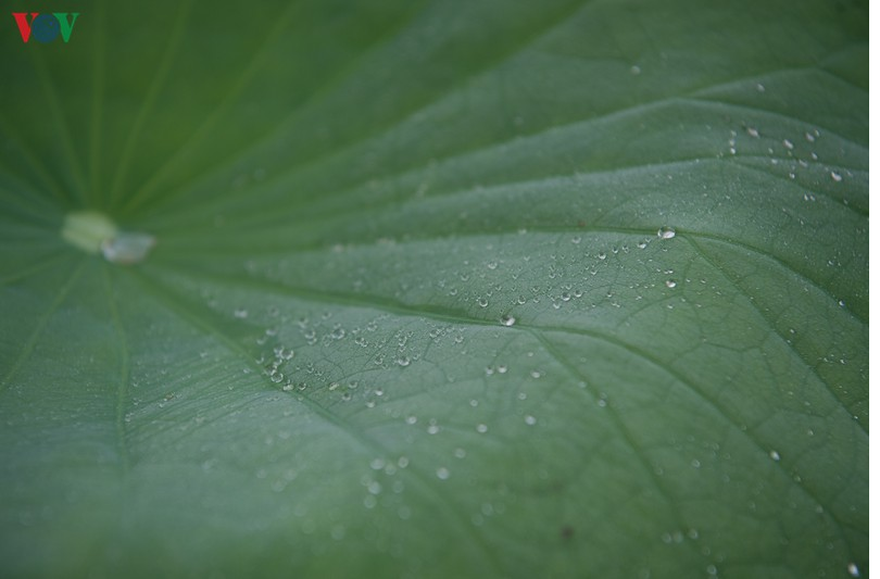 lotus flower blooming in hanoi amid sweltering summer