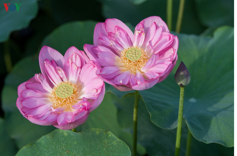 lotus flower blooming in hanoi amid sweltering summer