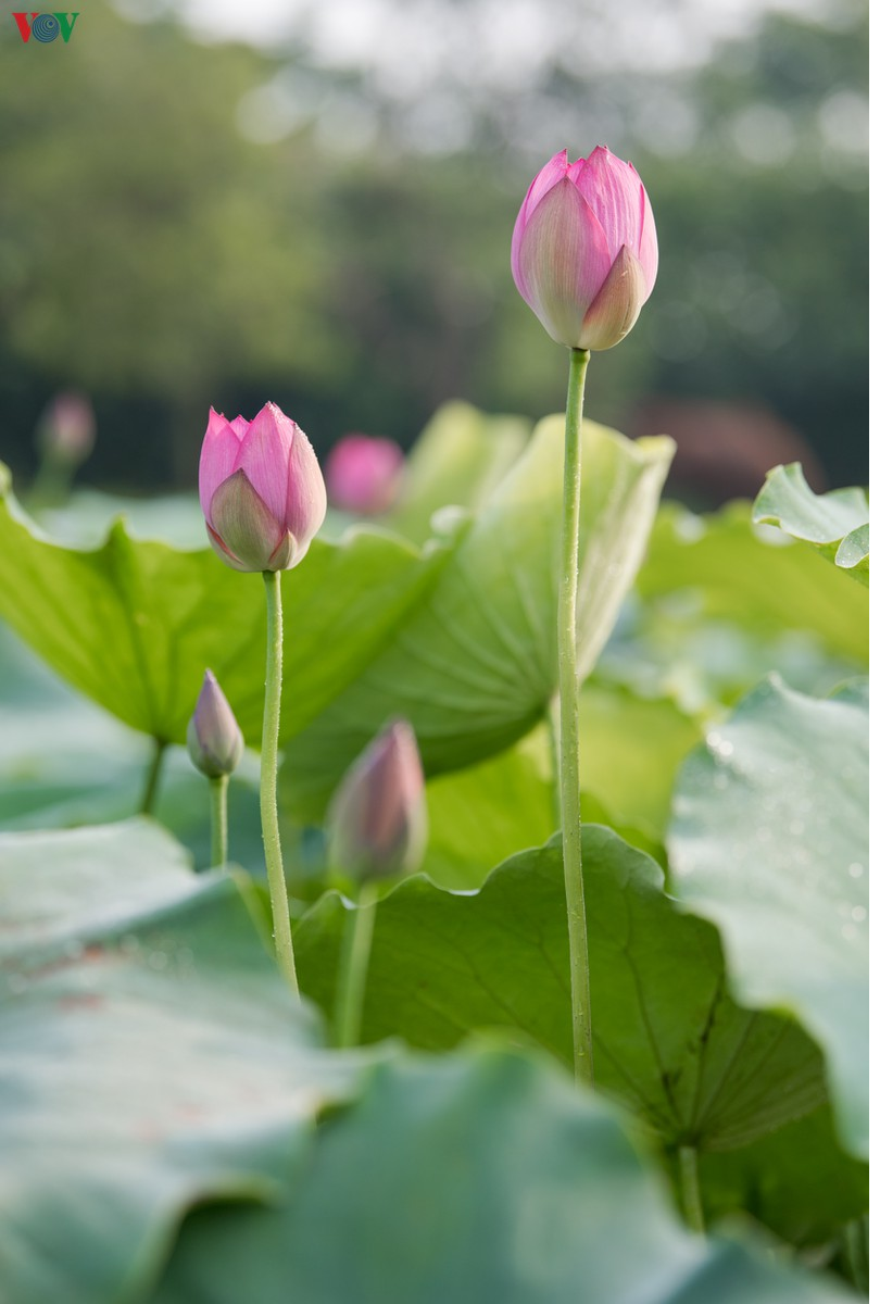 lotus flower blooming in hanoi amid sweltering summer