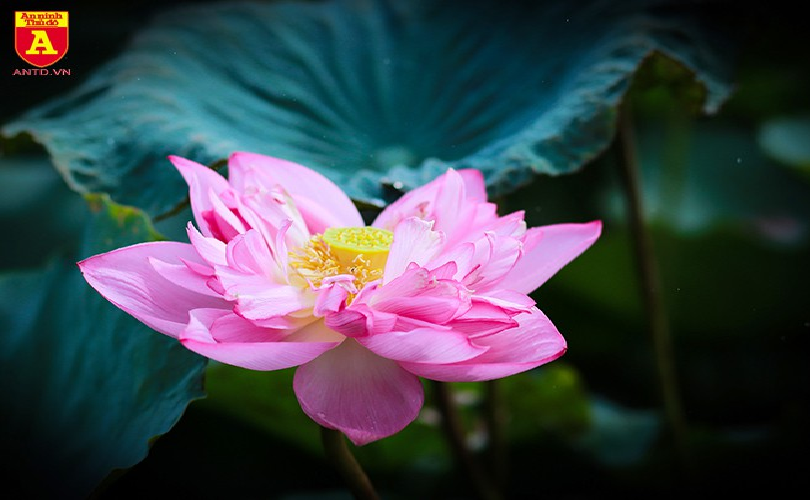 lotus flower blooming in hanoi amid sweltering summer