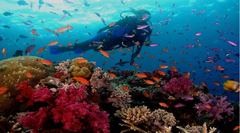 scuba diving must try experience in phu quoc island