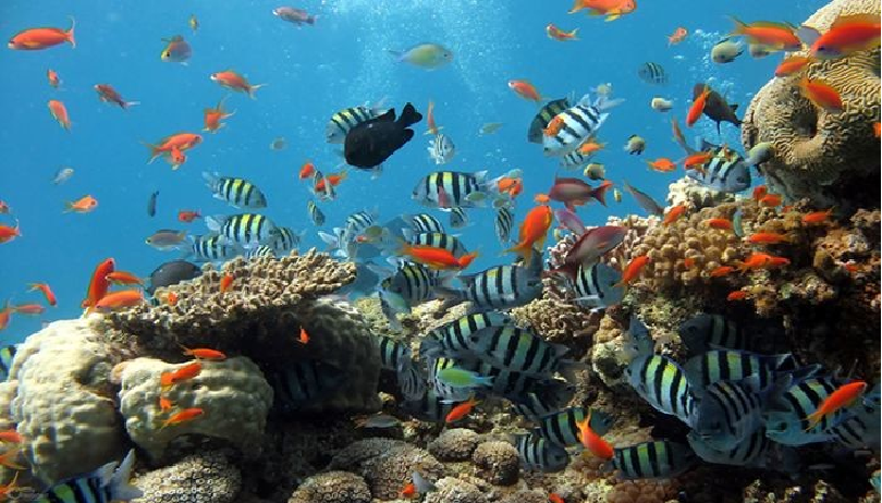 scuba diving must try experience in phu quoc island