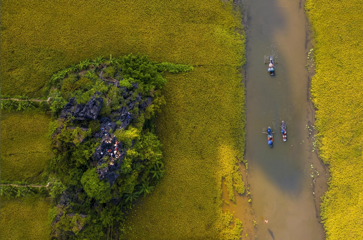 Breathtaking ripen paddy fields in Tam Coc, Ninh Binh