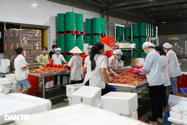 Vietnamese lychees a huge export hit