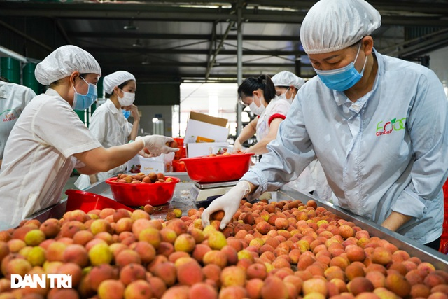 Vietnamese lychees a huge export hit