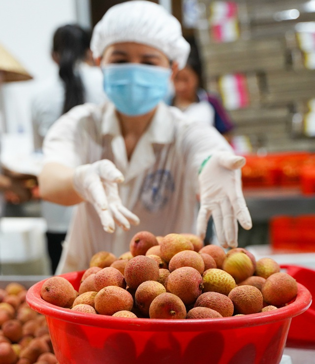 Vietnamese lychees a huge export hit