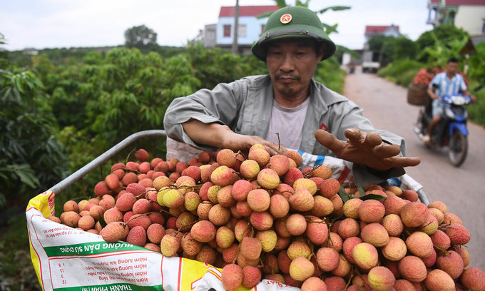 vietnamese lychees a huge export hit