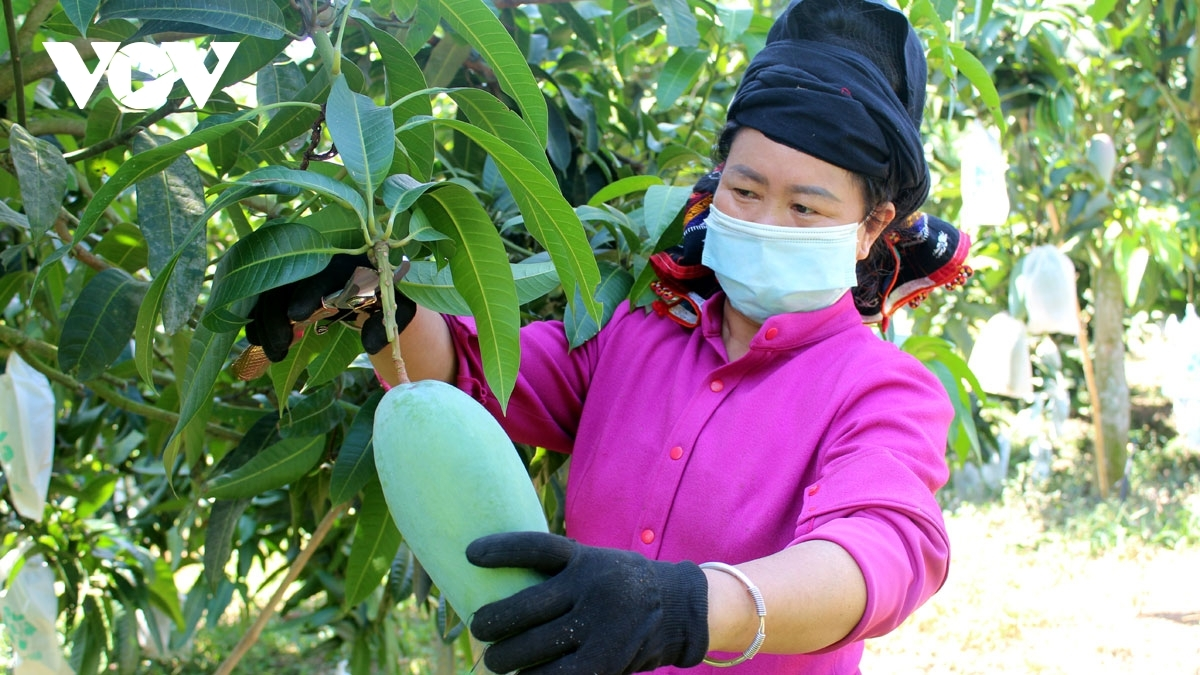 Bright prospects for Vietnam’s fruit, vegetable exports to major markets