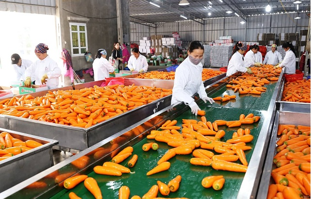 Bright prospects for Vietnam’s fruit, vegetable exports to major markets
