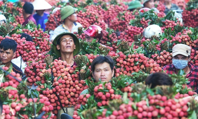 Vietnamese lychees hit Singapore shelves
