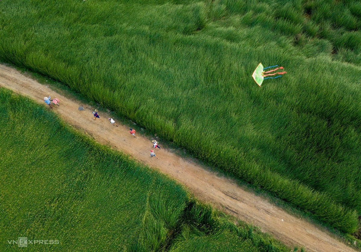 Sedge grass harvest in a 100-year-old mat-weaving village