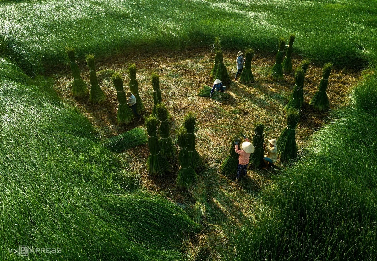 Sedge grass harvest in a 100-year-old mat-weaving village