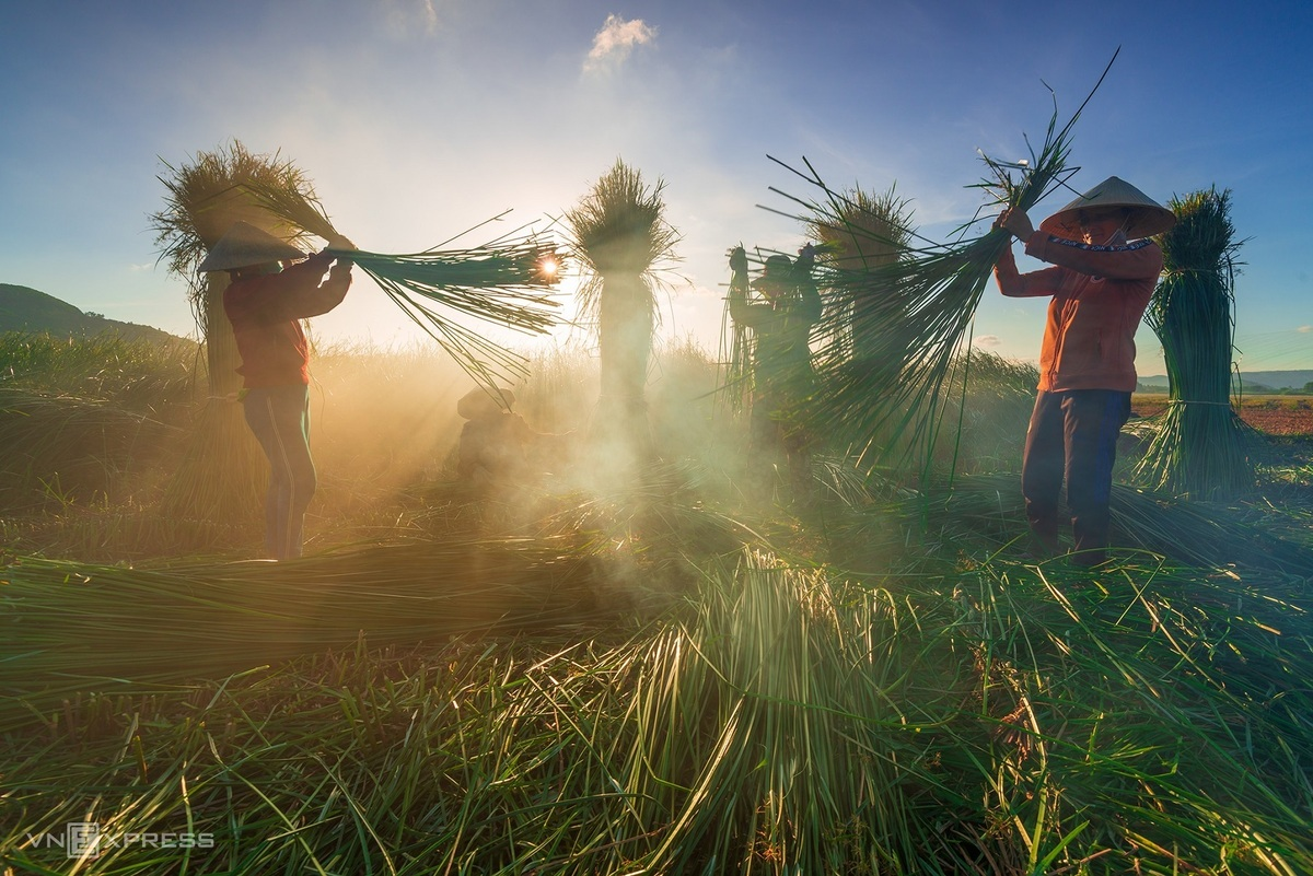 Sedge grass harvest in a 100-year-old mat-weaving village