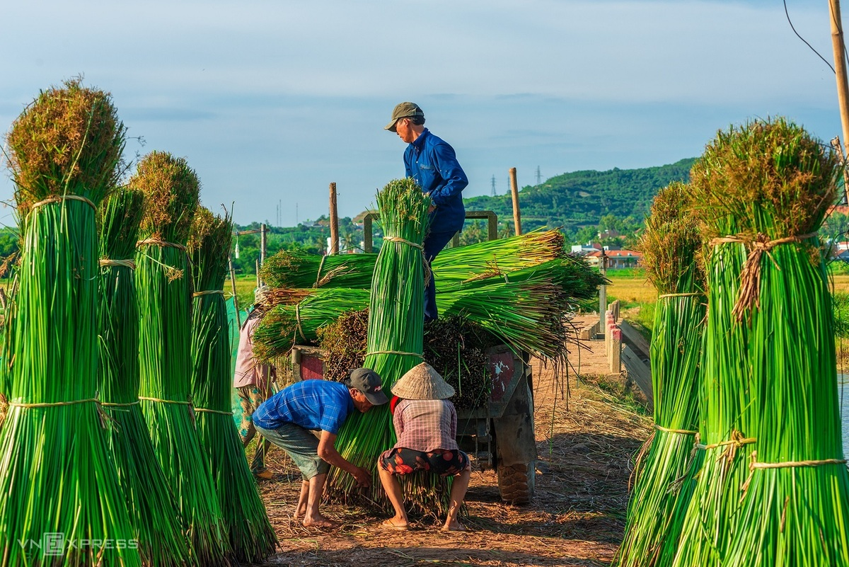 Sedge grass harvest in a 100-year-old mat-weaving village