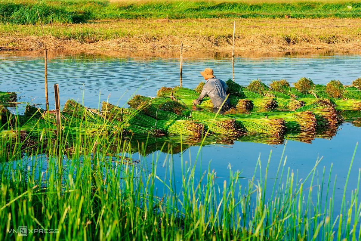 Sedge grass harvest in a 100-year-old mat-weaving village