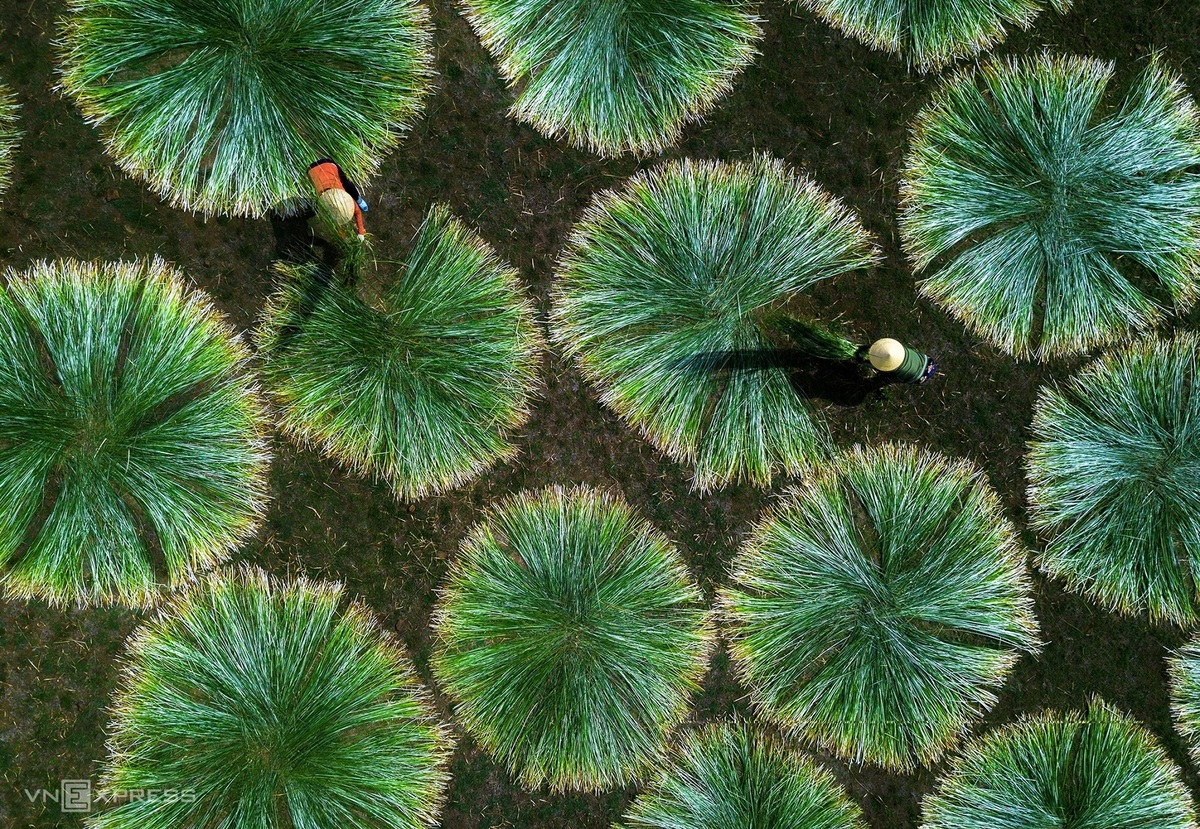 Sedge grass harvest in a 100-year-old mat-weaving village