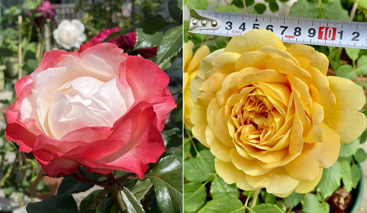 Gorgeous rose garden of Vietnamese doctor in Japan