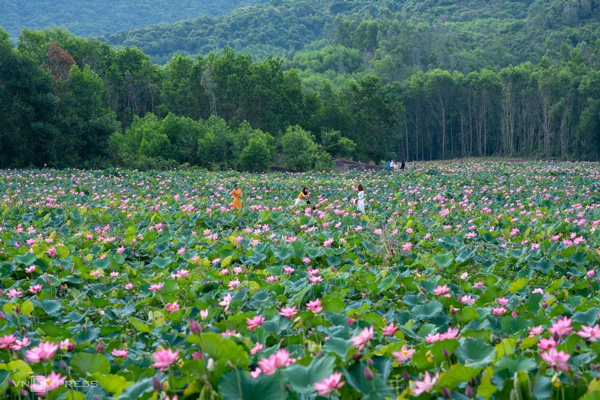 Blooming lotus flowers add allure to Vietnam’s central provinces