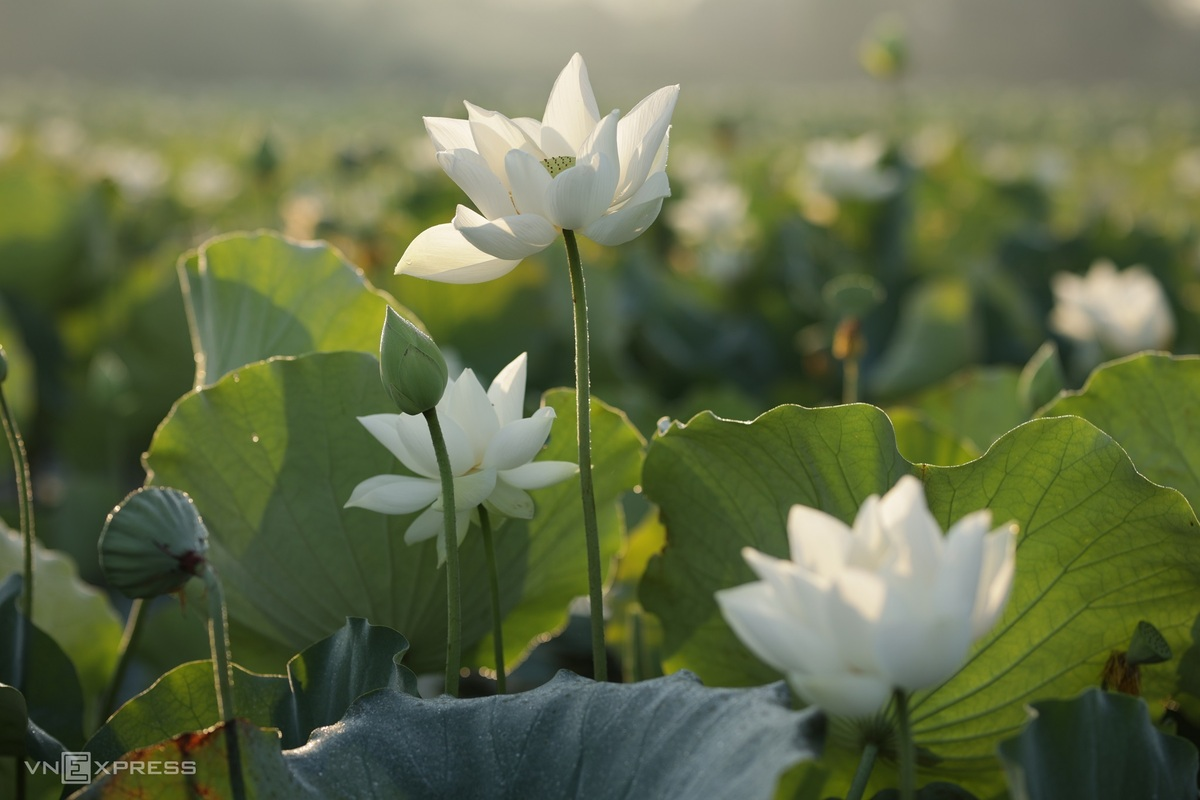 Blooming lotus flowers add allure to Vietnam’s central provinces