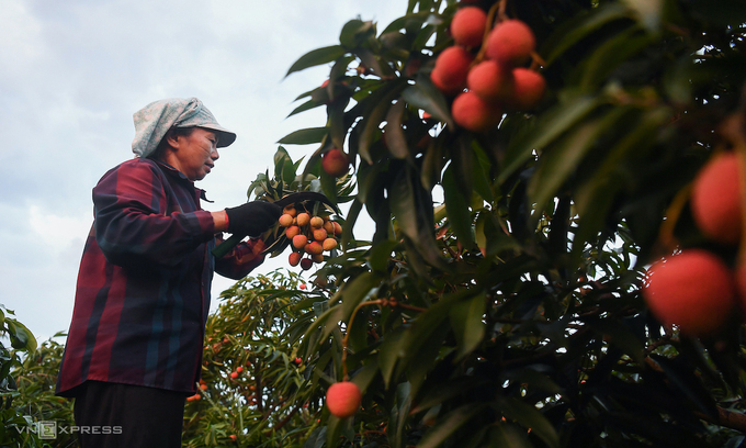 China pledges to create favorable conditions for Bac Giang lychees consumption