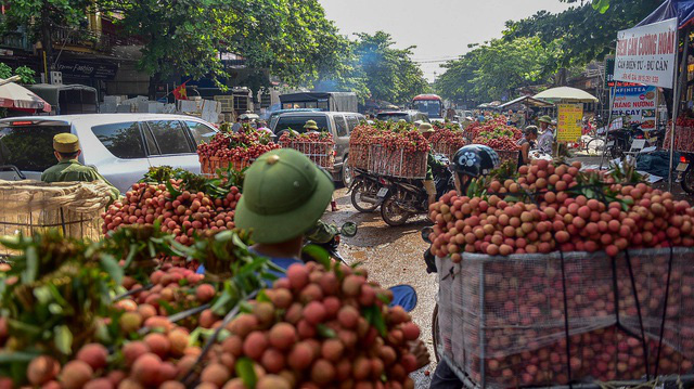 First Vietnamese lychee batch with traceability stamp sold in France