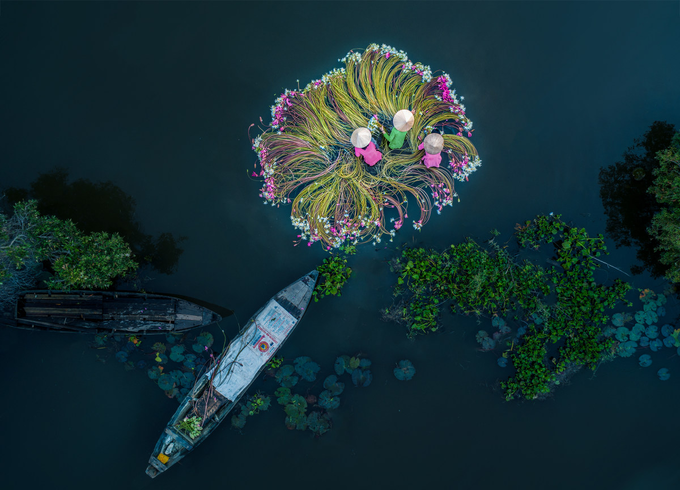 Water lily harvest shot by Vietnamese photographer wins international prize