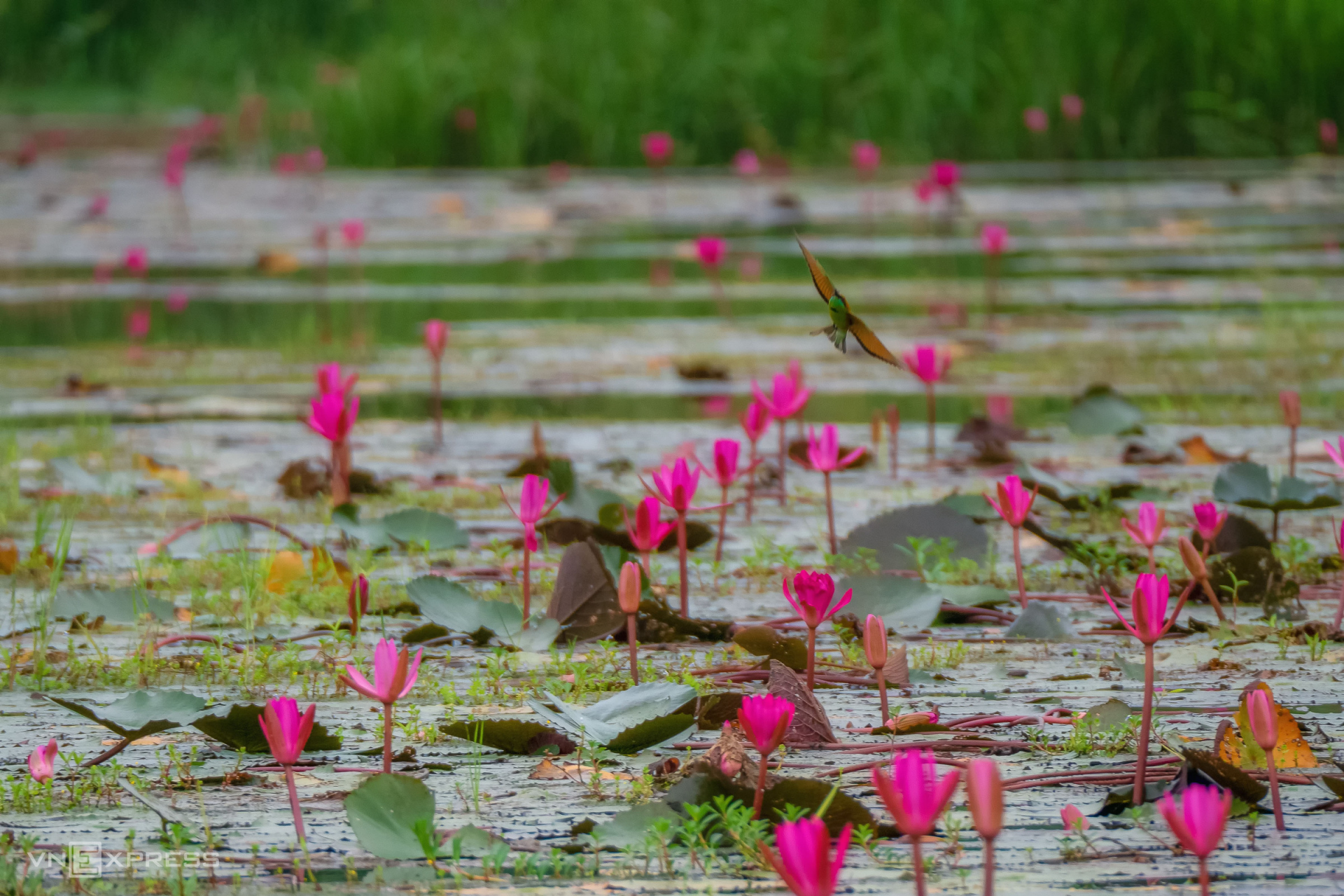 Water lily harvest shot by Vietnamese photographer wins international prize