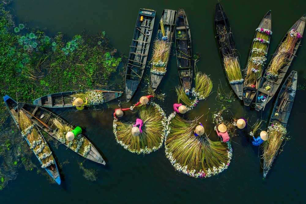 Water lily harvest shot by Vietnamese photographer wins international prize