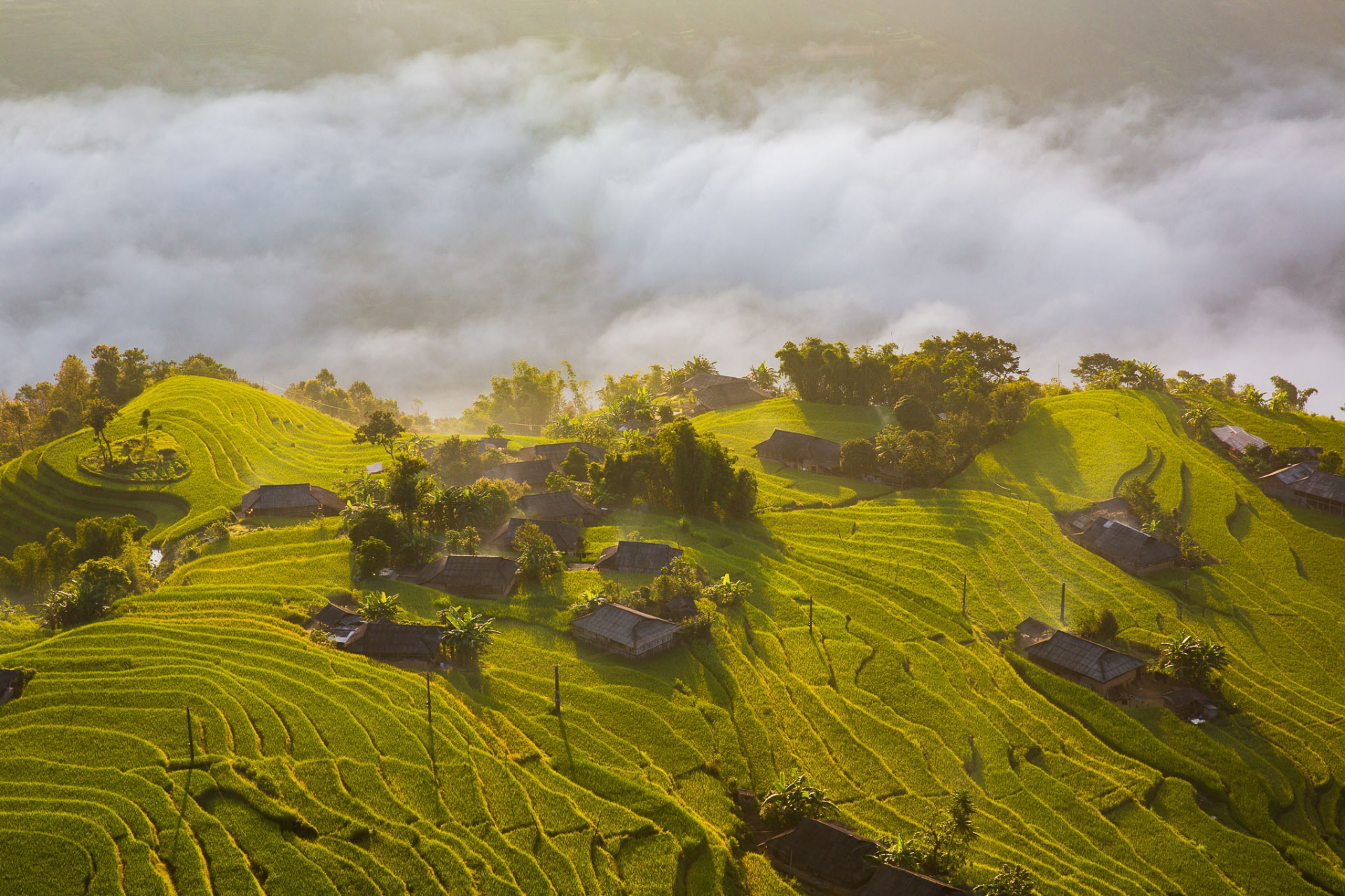 captivating scenes of hoang su phi ripening terraced fields
