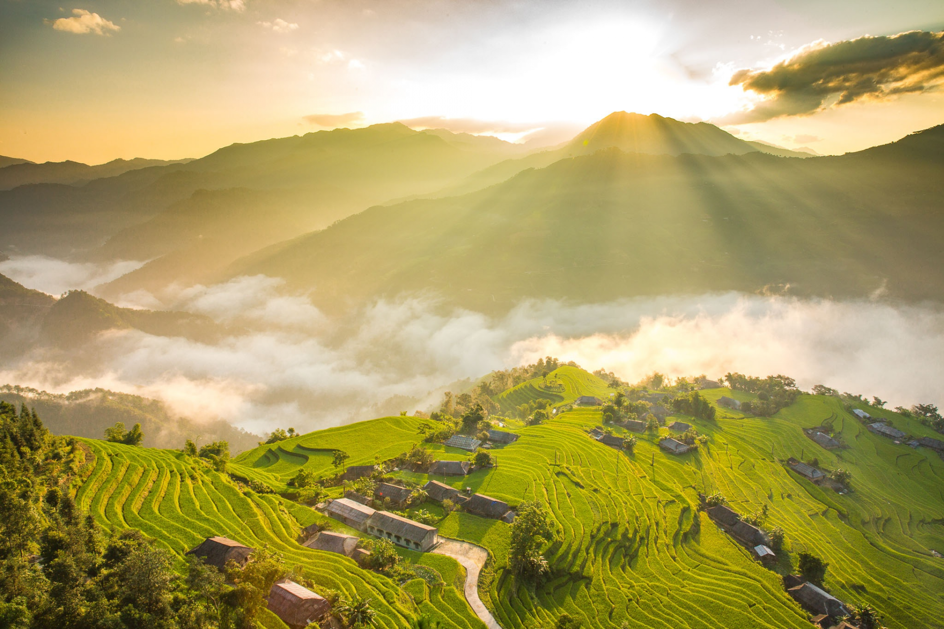 captivating scenes of hoang su phi ripening terraced fields