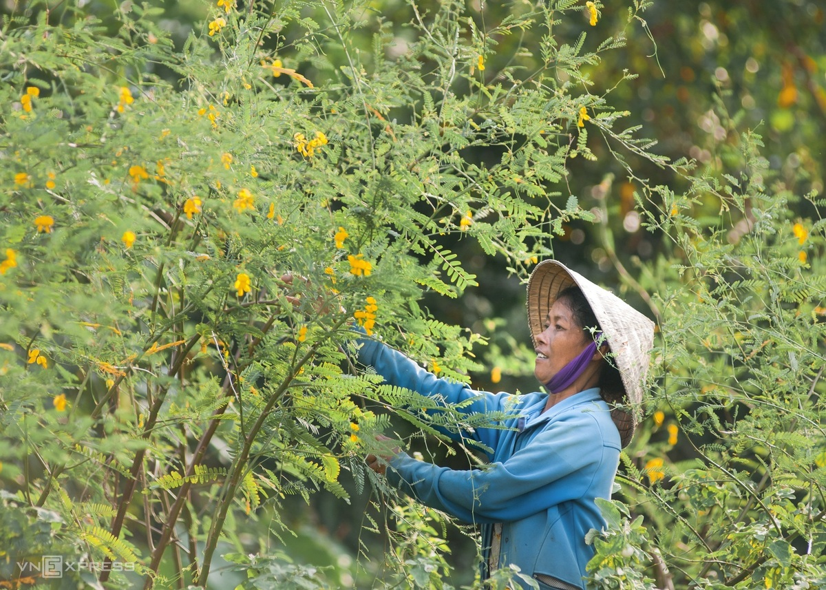 A glimpse into Hau Giang's peaceful countryside