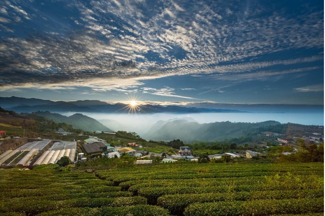 Long Coc tea hill in dawn mist, a real-life "fairyland"