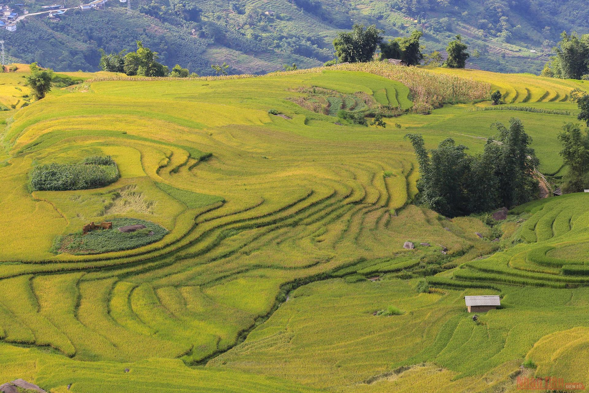 Magnificent Y Ty Plateau in ripening terraced fields