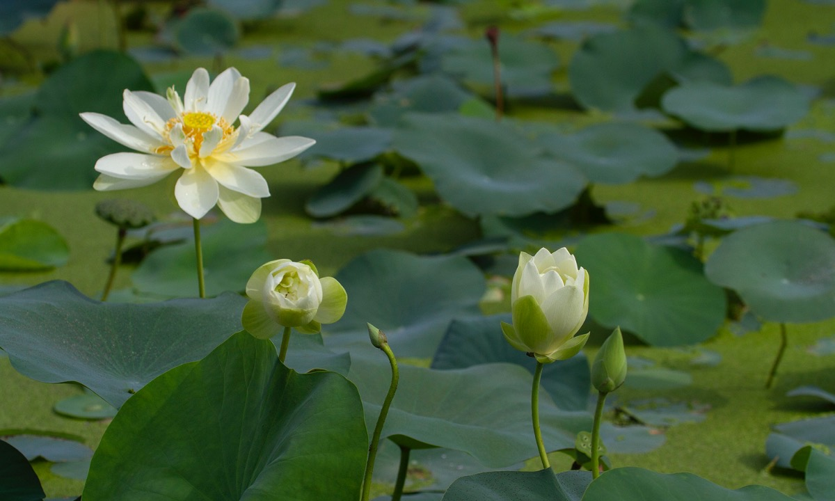 the graceful lotus flowers linger in hanoi late summer