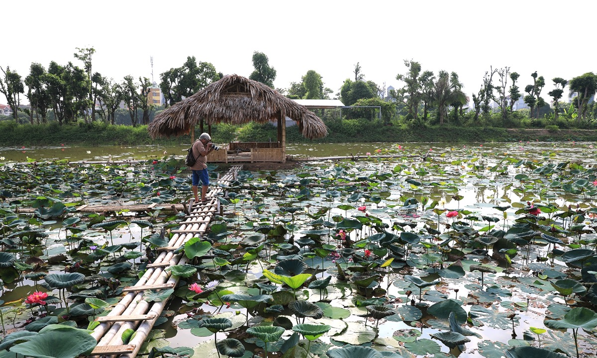 the graceful lotus flowers linger in hanoi late summer