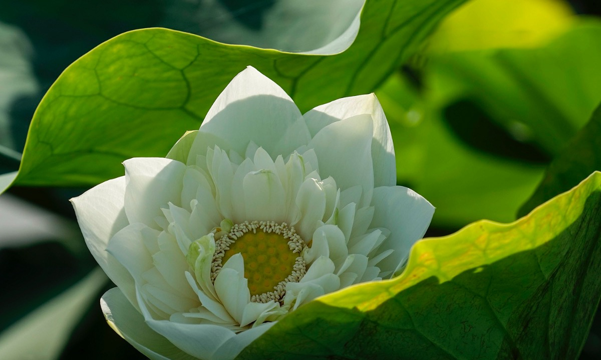 the graceful lotus flowers linger in hanoi late summer