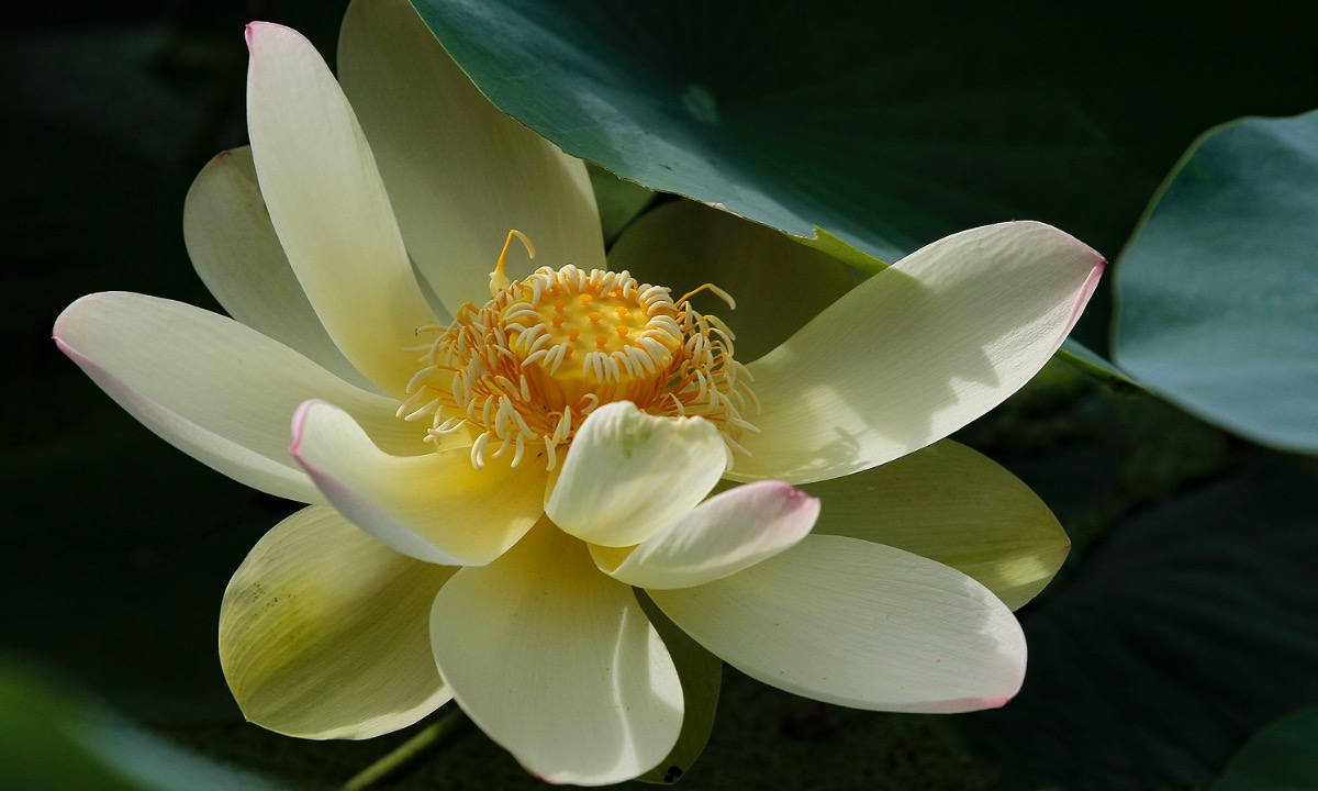 the graceful lotus flowers linger in hanoi late summer