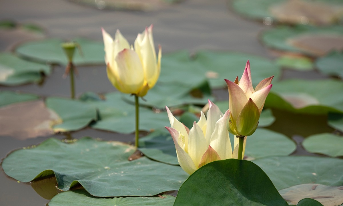 the graceful lotus flowers linger in hanoi late summer